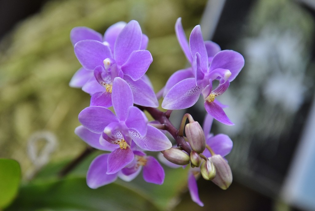 Foto: Orquidiario - Estepona (Málaga), España