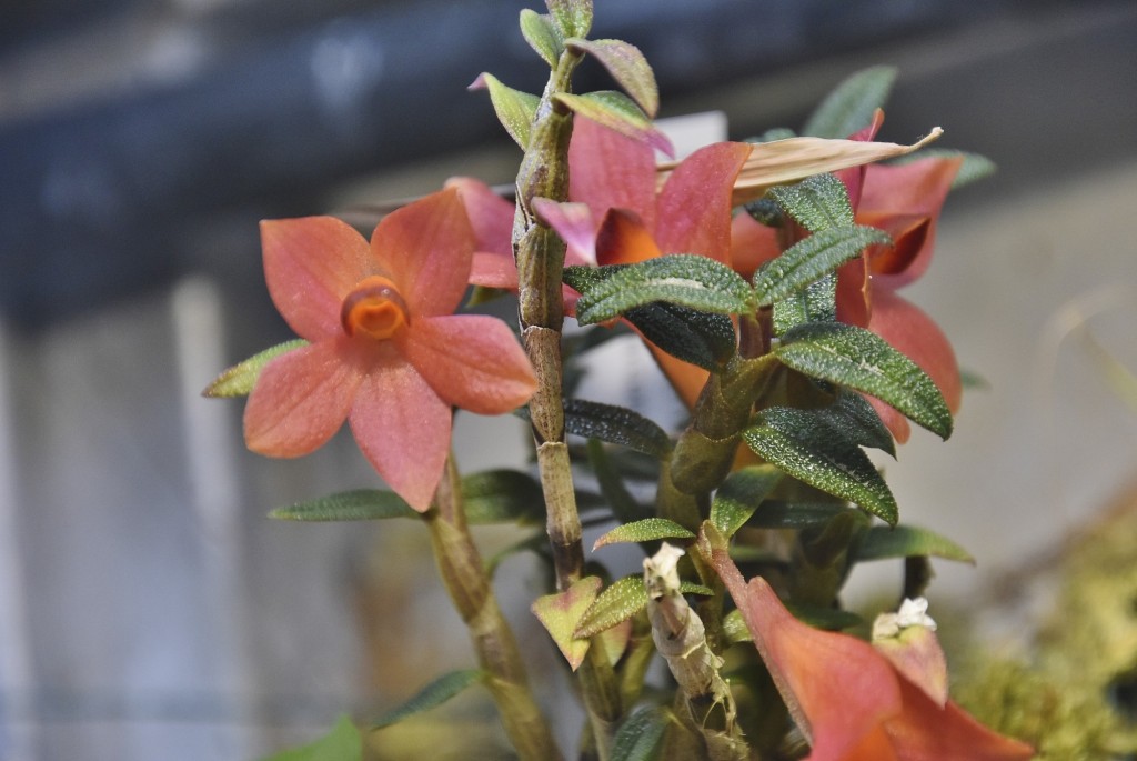 Foto: Orquidiario - Estepona (Málaga), España