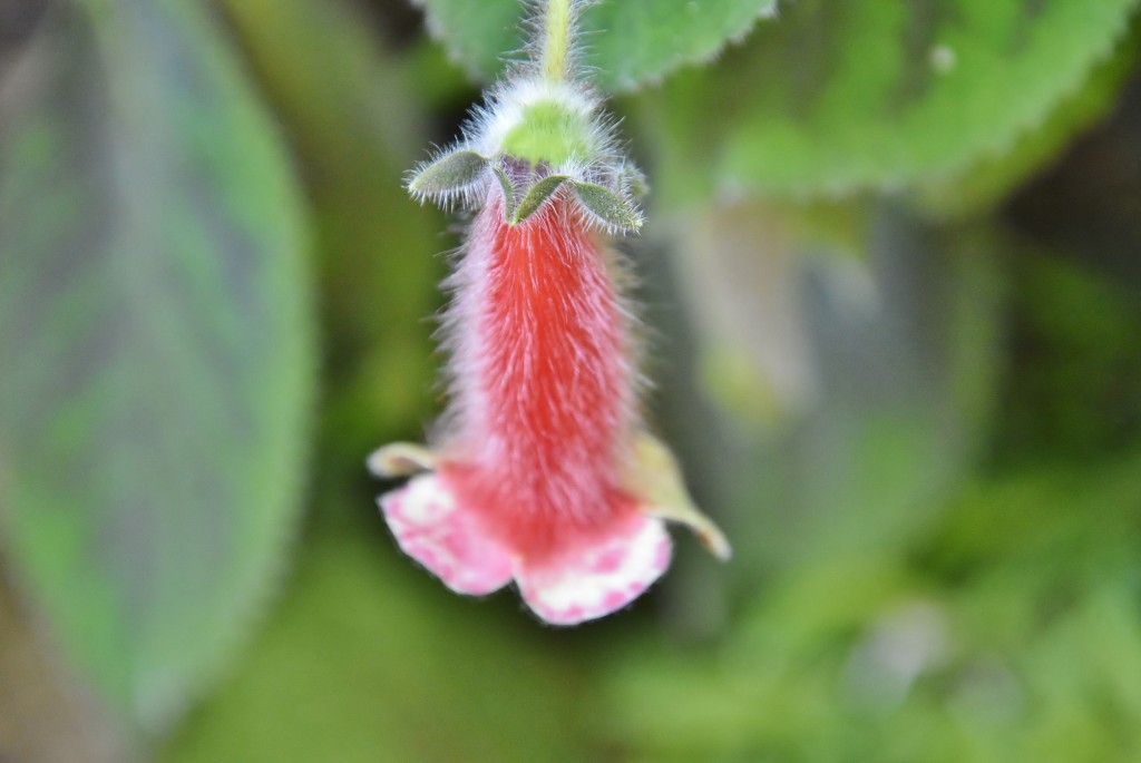 Foto: Orquidiario - Estepona (Málaga), España
