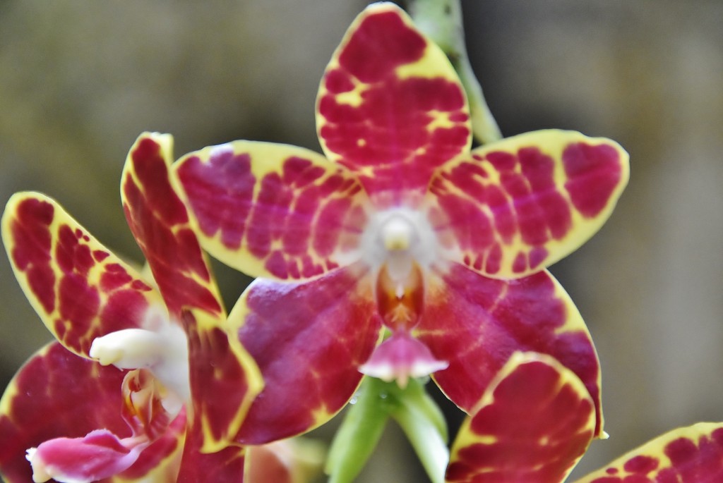 Foto: Orquidiario - Estepona (Málaga), España