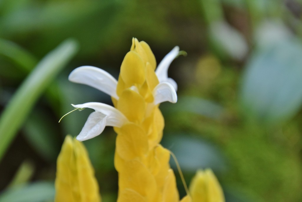Foto: Orquidiario - Estepona (Málaga), España