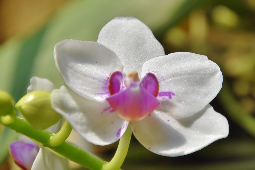 Foto: Orquidiario - Estepona (Málaga), España