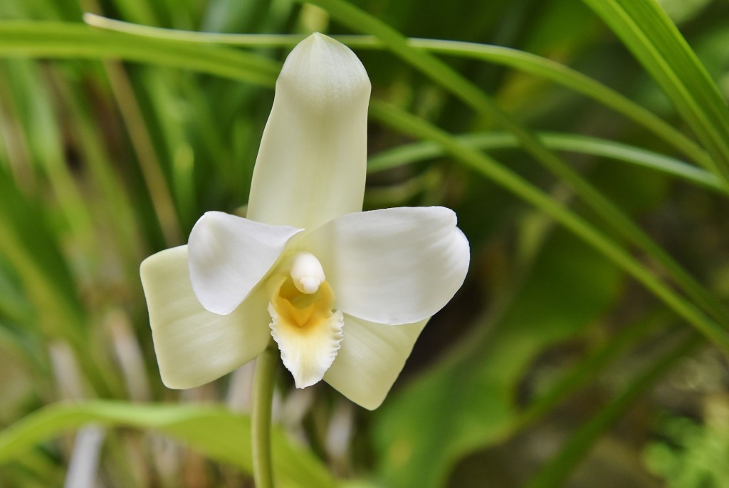 Foto: Orquidiario - Estepona (Málaga), España