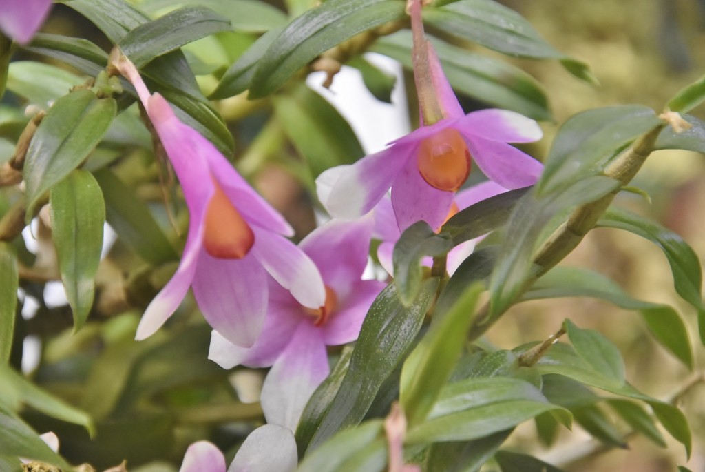 Foto: Orquidiario - Estepona (Málaga), España