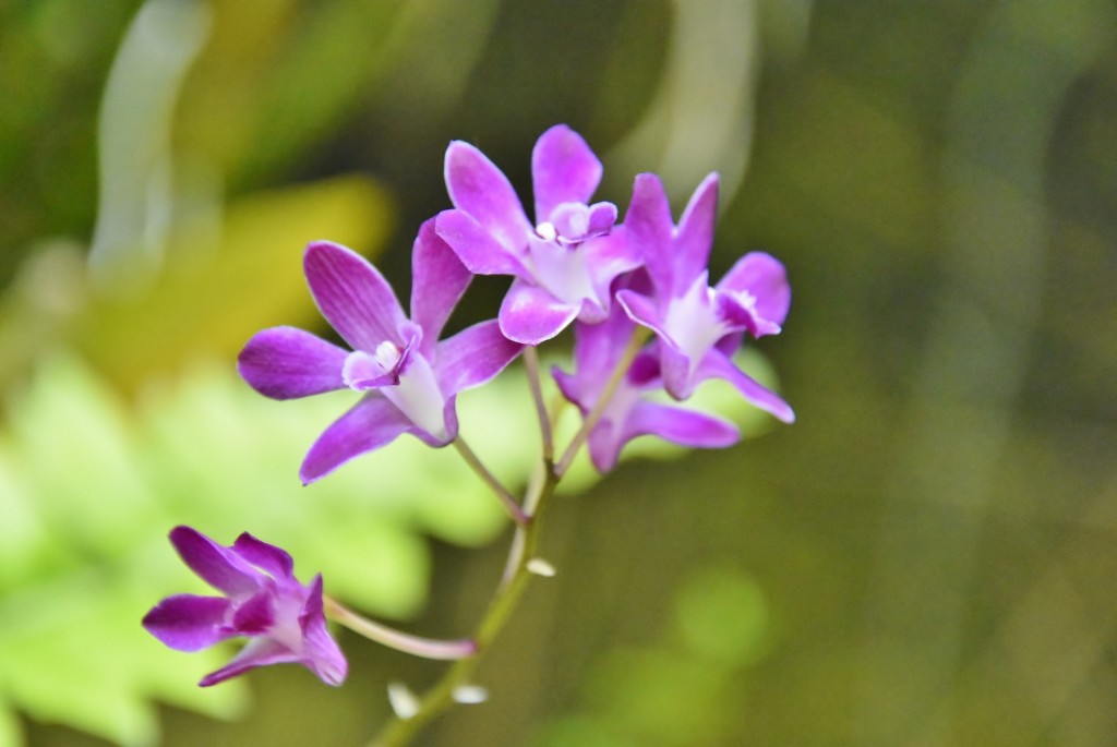 Foto: Orquidiario - Estepona (Málaga), España