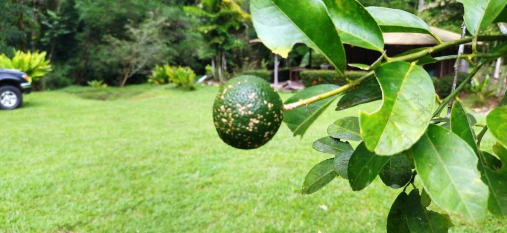 Foto: LIMONES - La Virgen de Sarapiqui (Heredia), Costa Rica