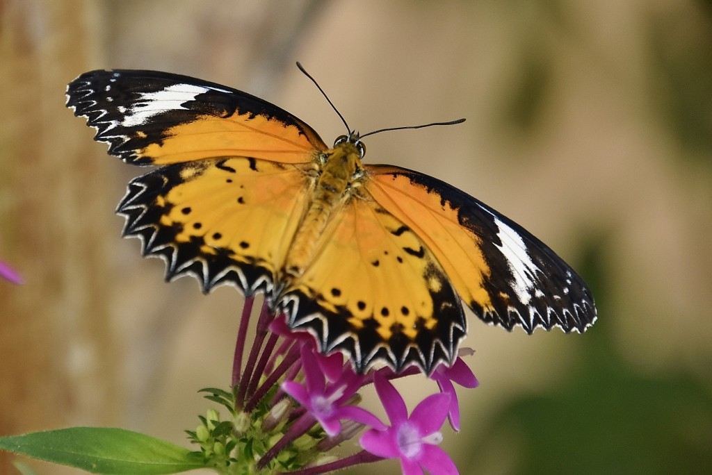Foto: Mariposario - Benalmádena (Málaga), España