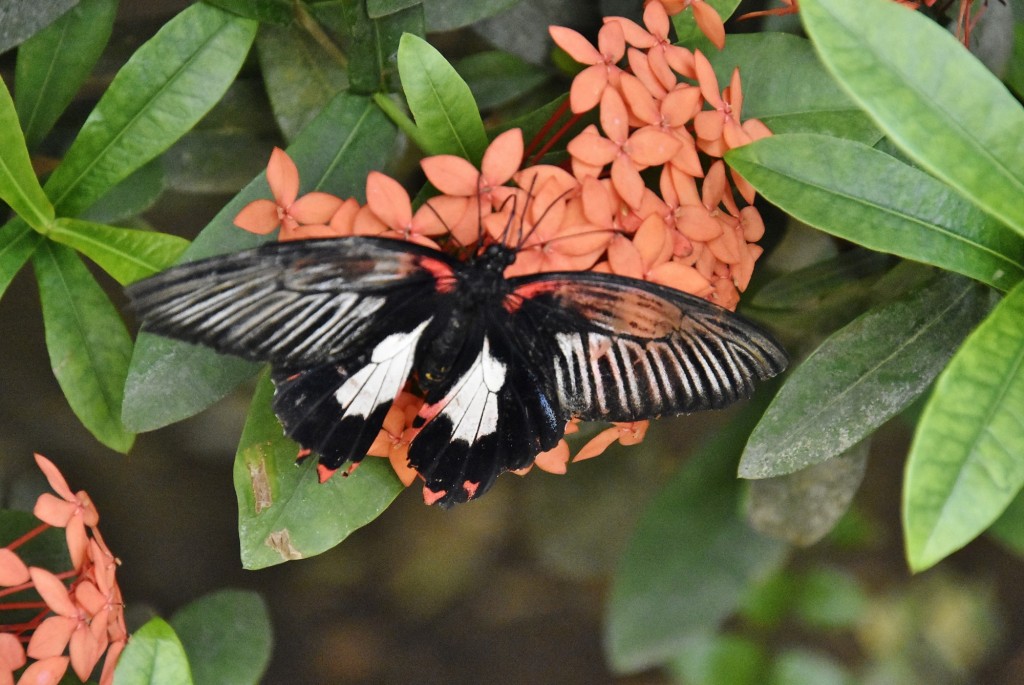 Foto: Mariposario - Benalmádena (Málaga), España
