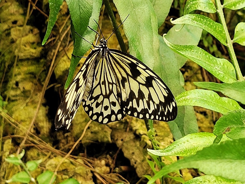 Foto: Mariposario - Benalmádena (Málaga), España