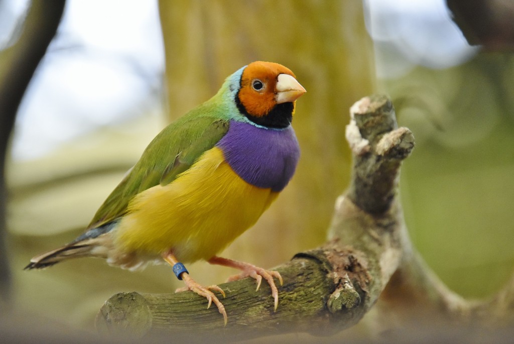 Foto: Mariposario - Benalmádena (Málaga), España