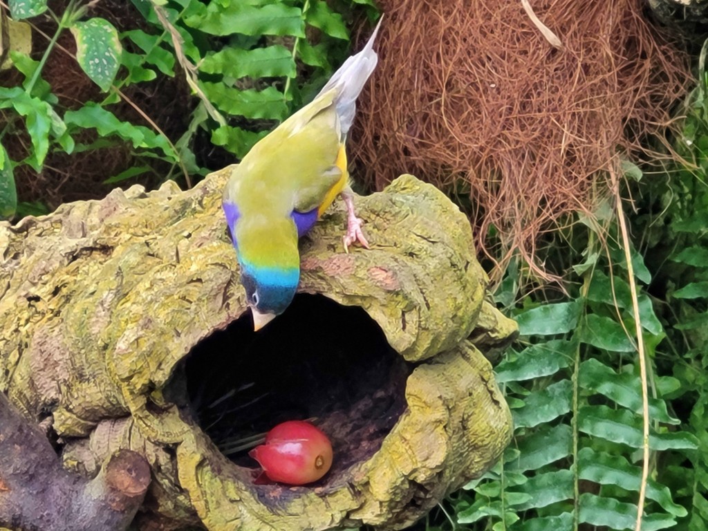 Foto: Mariposario - Benalmádena (Málaga), España