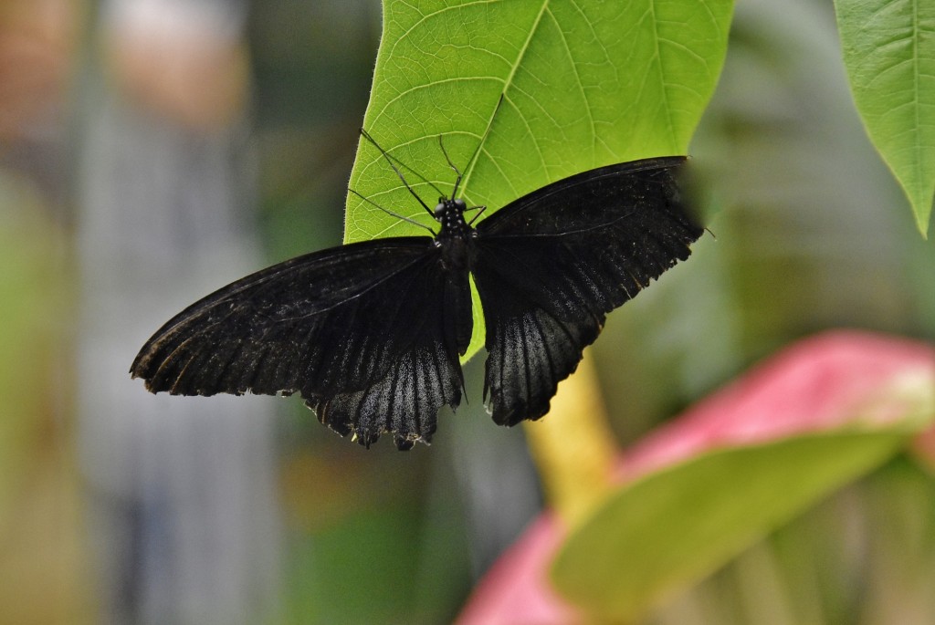 Foto: Mariposario - Benalmádena (Málaga), España