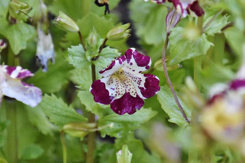Foto: Generalife - Granada (Andalucía), España