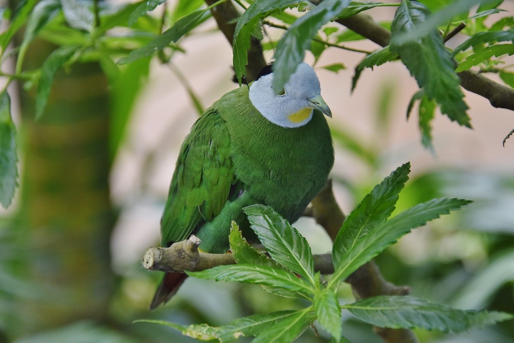 Foto: Mariposario - Benalmádena (Málaga), España