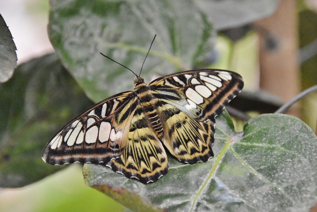 Foto: Mariposario - Benalmádena (Málaga), España
