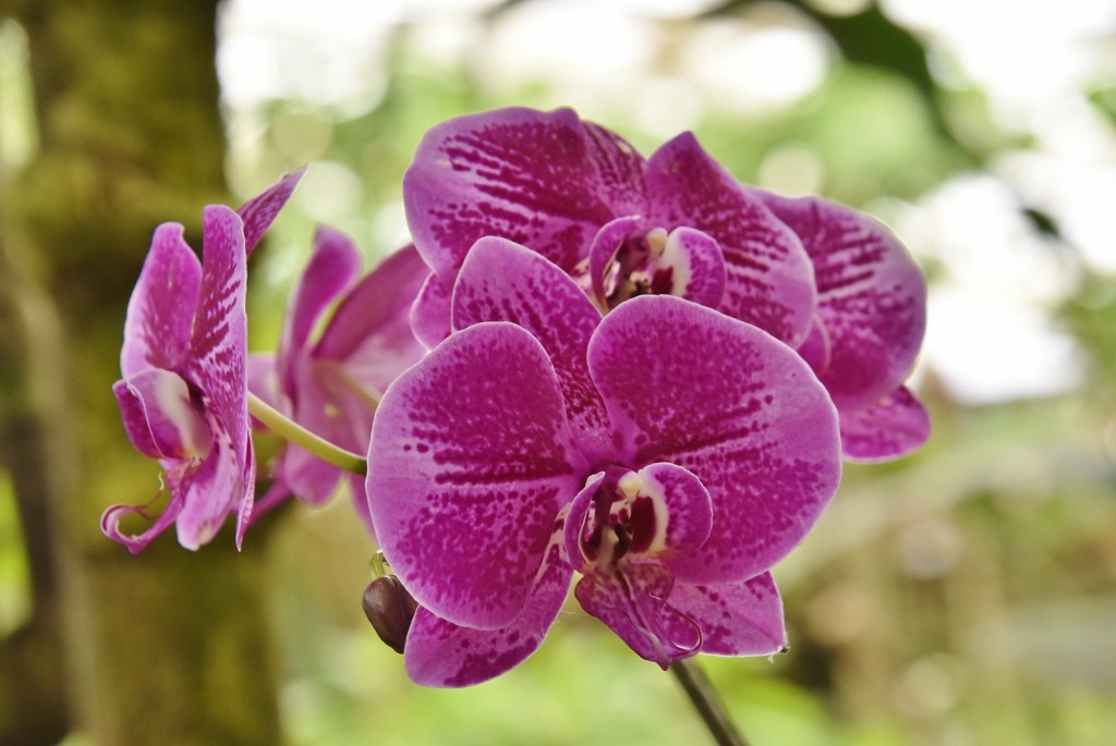 Foto: Mariposario - Benalmádena (Málaga), España