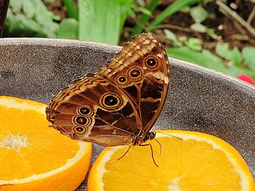 Foto: Mariposario - Benalmádena (Málaga), España