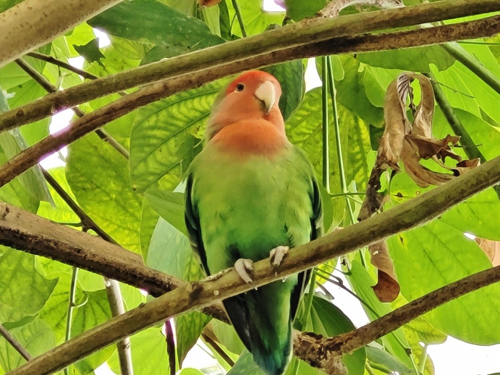 Foto: Mariposario - Benalmádena (Málaga), España