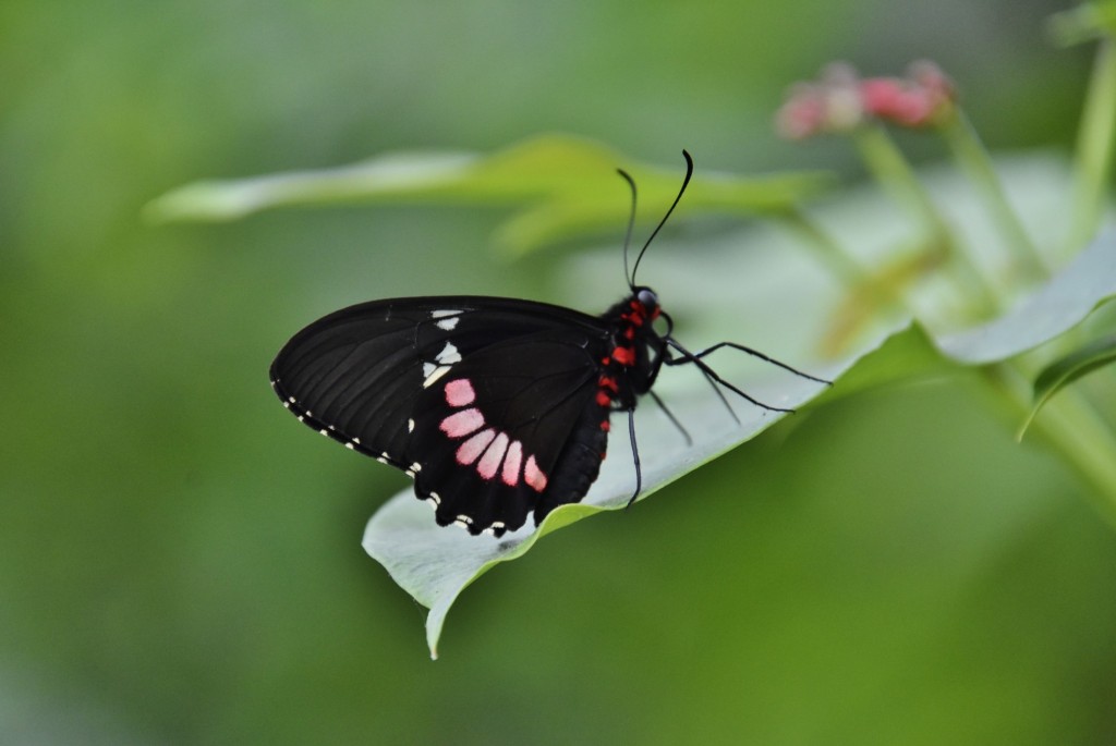Foto: Mariposario - Benalmádena (Málaga), España