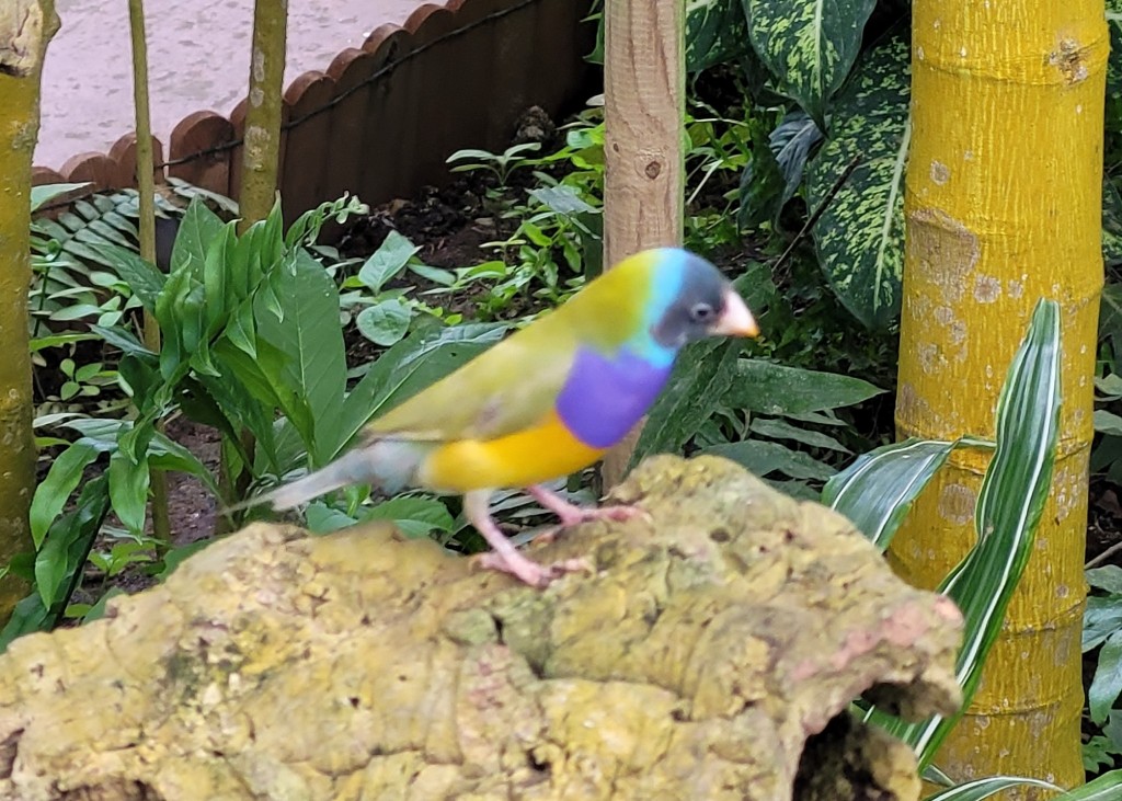 Foto: Mariposario - Benalmádena (Málaga), España
