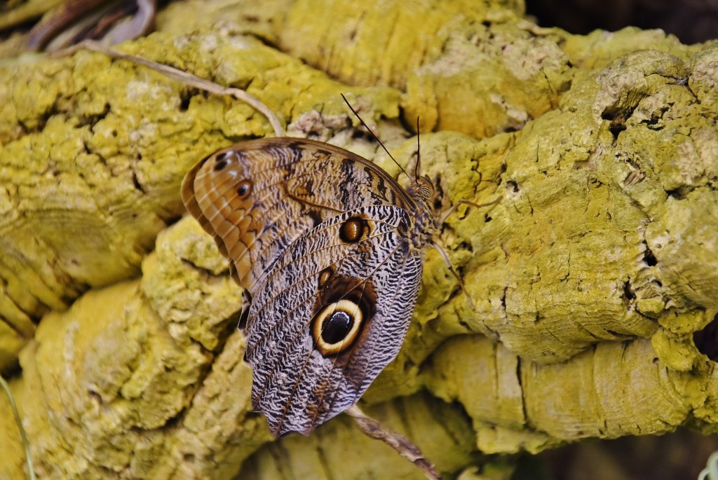 Foto: Mariposario - Benalmádena (Málaga), España