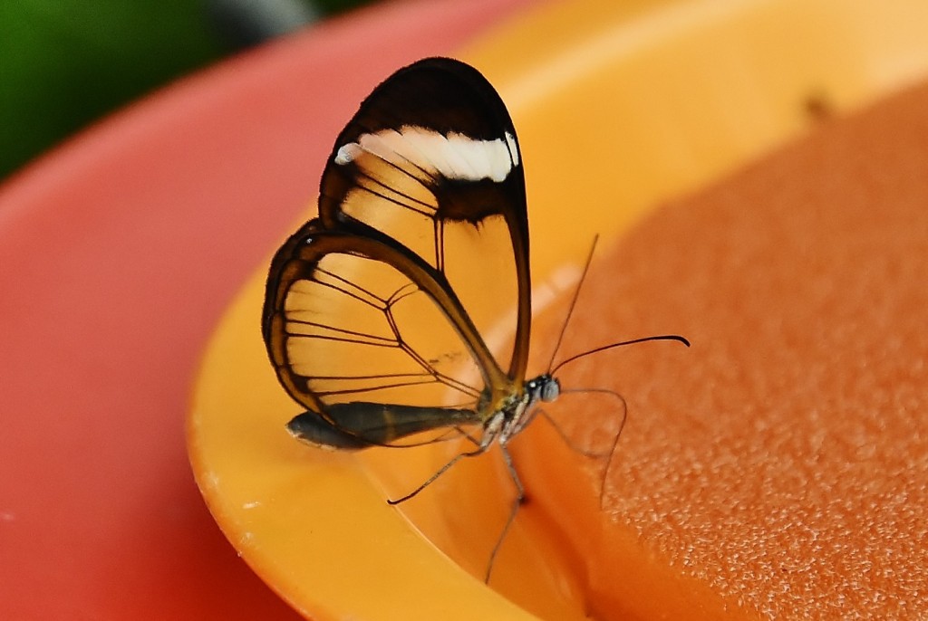 Foto: Mariposario - Benalmádena (Málaga), España