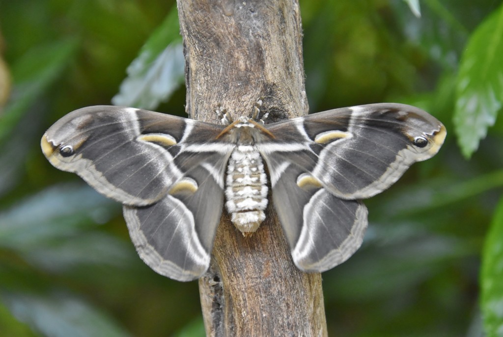Foto: Mariposario - Benalmádena (Málaga), España