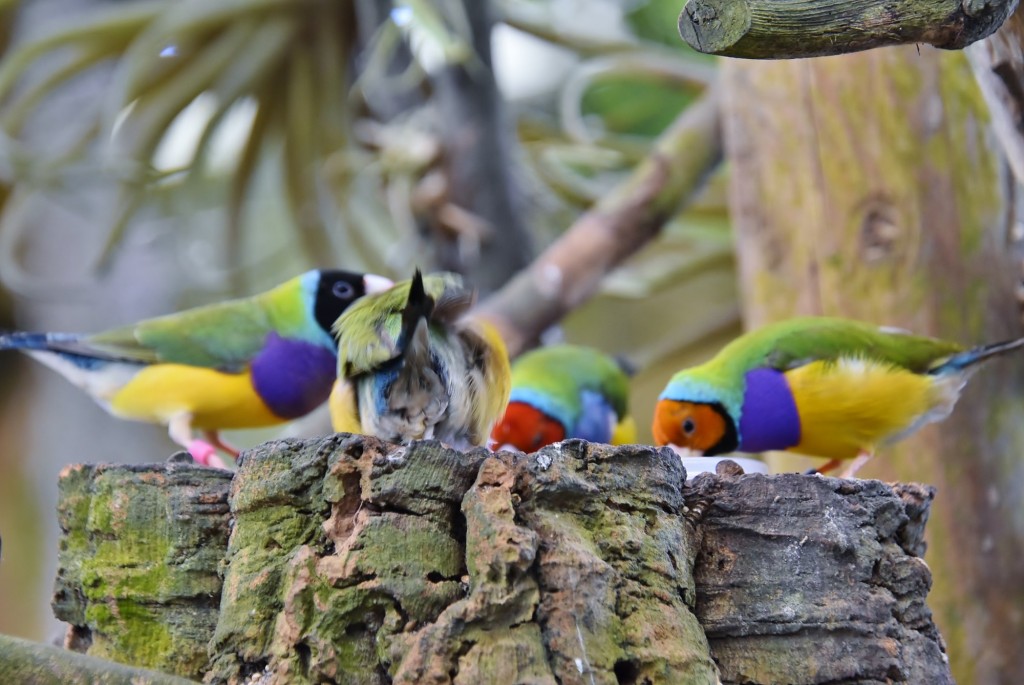 Foto: Mariposario - Benalmádena (Málaga), España