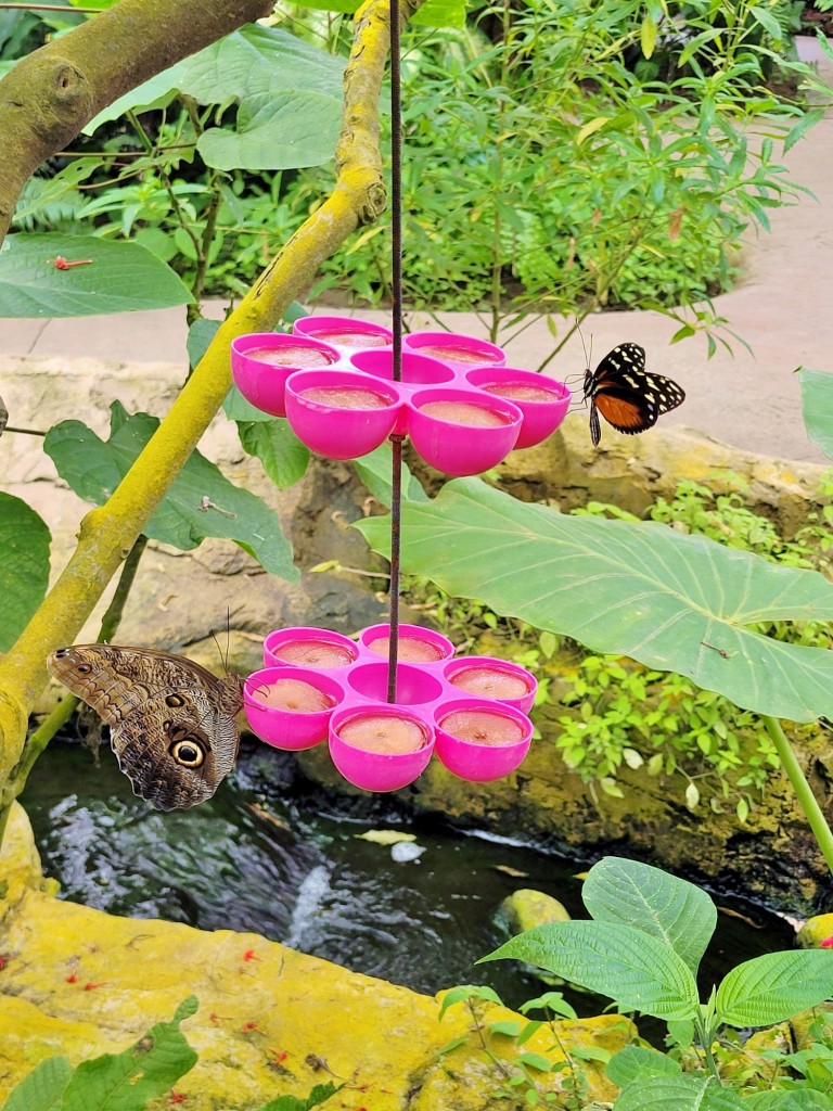 Foto: Mariposario - Benalmádena (Málaga), España