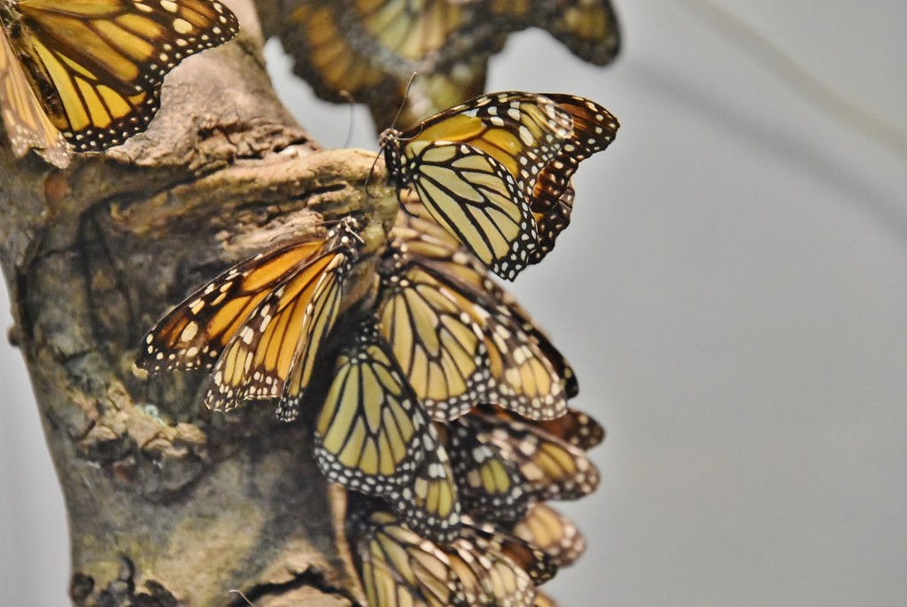 Foto: Mariposario - Benalmádena (Málaga), España