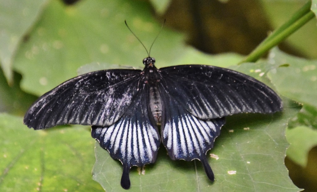 Foto: Mariposario - Benalmádena (Málaga), España