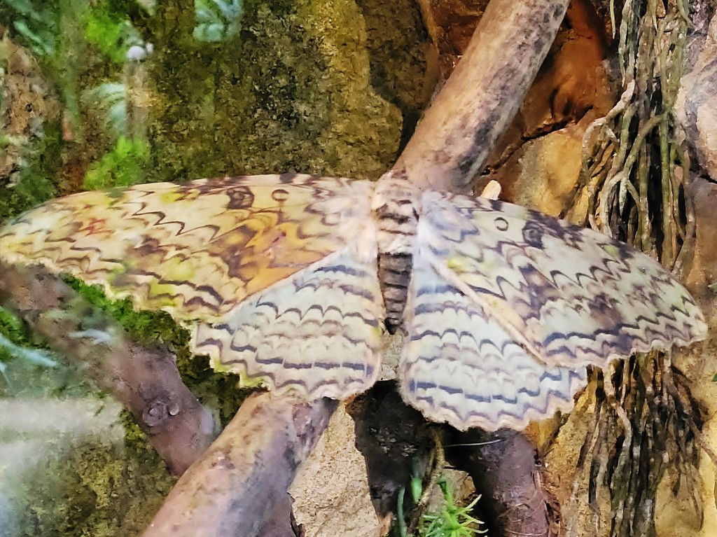 Foto: Mariposario - Benalmádena (Málaga), España