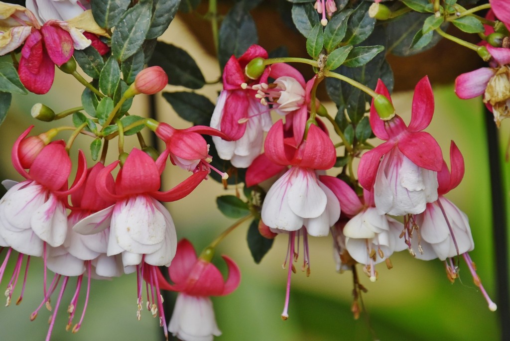 Foto: Mariposario - Benalmádena (Málaga), España