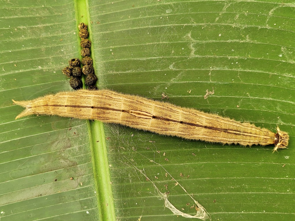 Foto: Mariposario - Benalmádena (Málaga), España