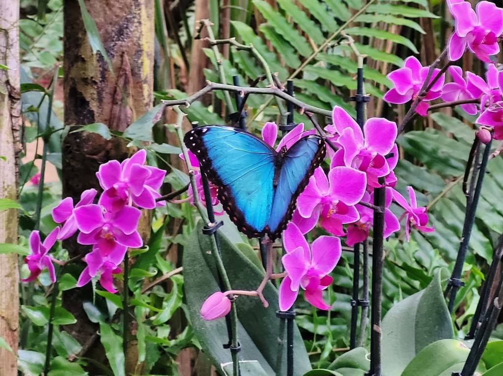 Foto: Mariposario - Benalmádena (Málaga), España