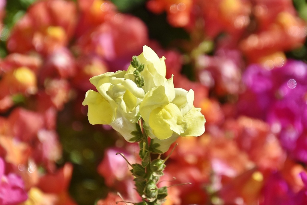 Foto: Generalife - Granada (Andalucía), España