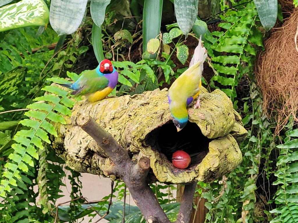 Foto: Mariposario - Benalmádena (Málaga), España