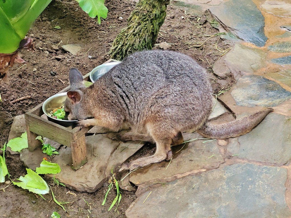 Foto: Mariposario - Benalmádena (Málaga), España