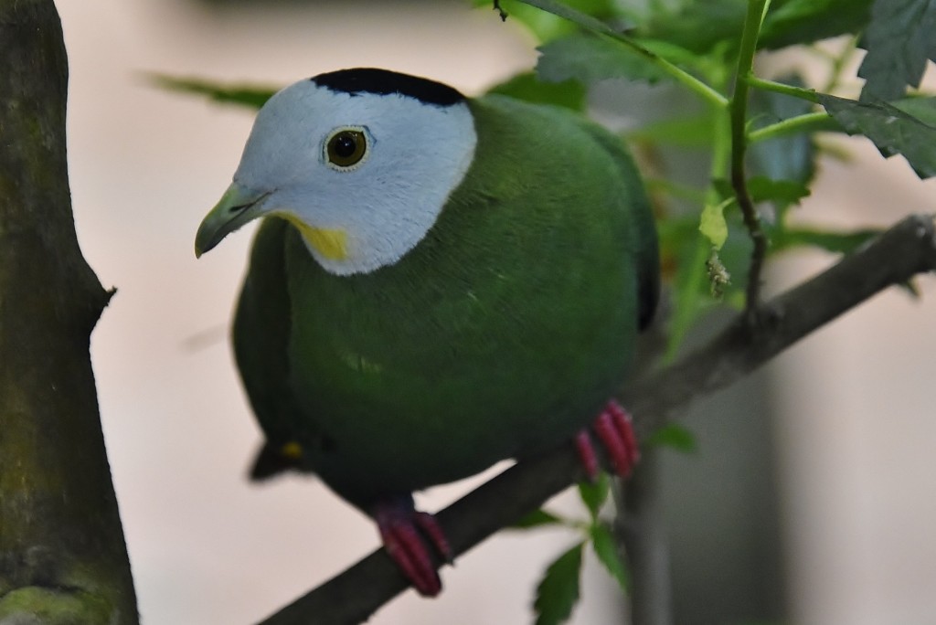 Foto: Mariposario - Benalmádena (Málaga), España