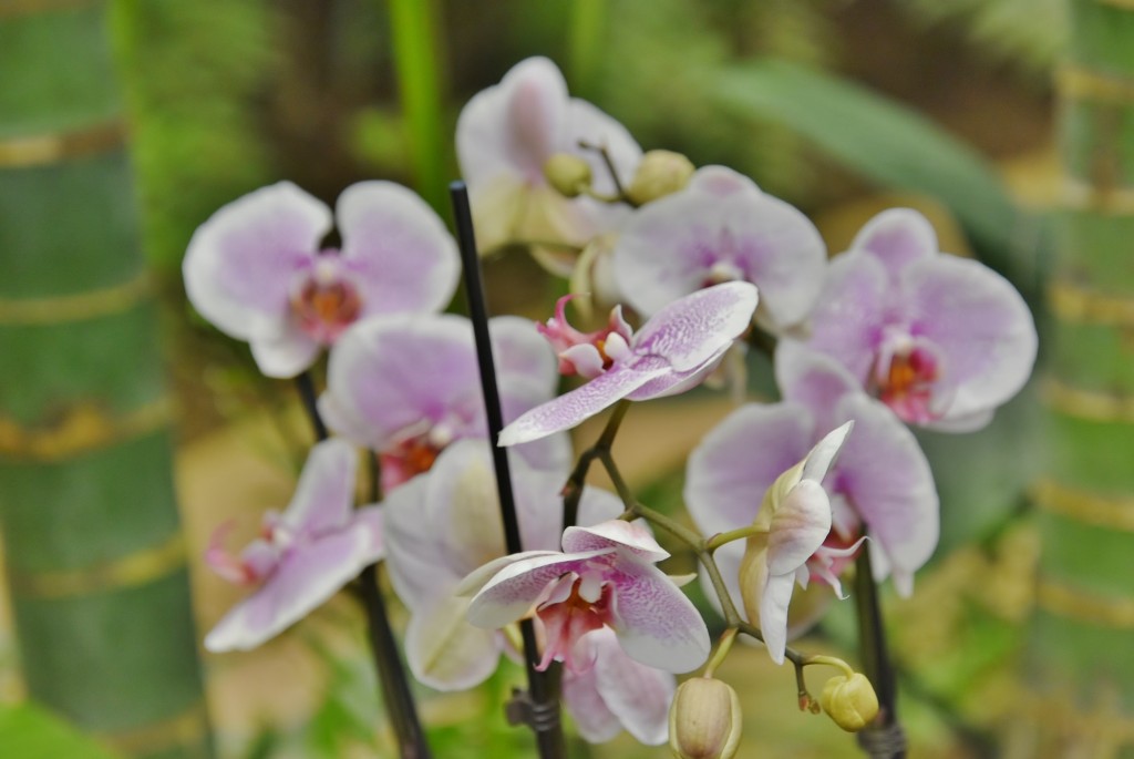 Foto: Mariposario - Benalmádena (Málaga), España