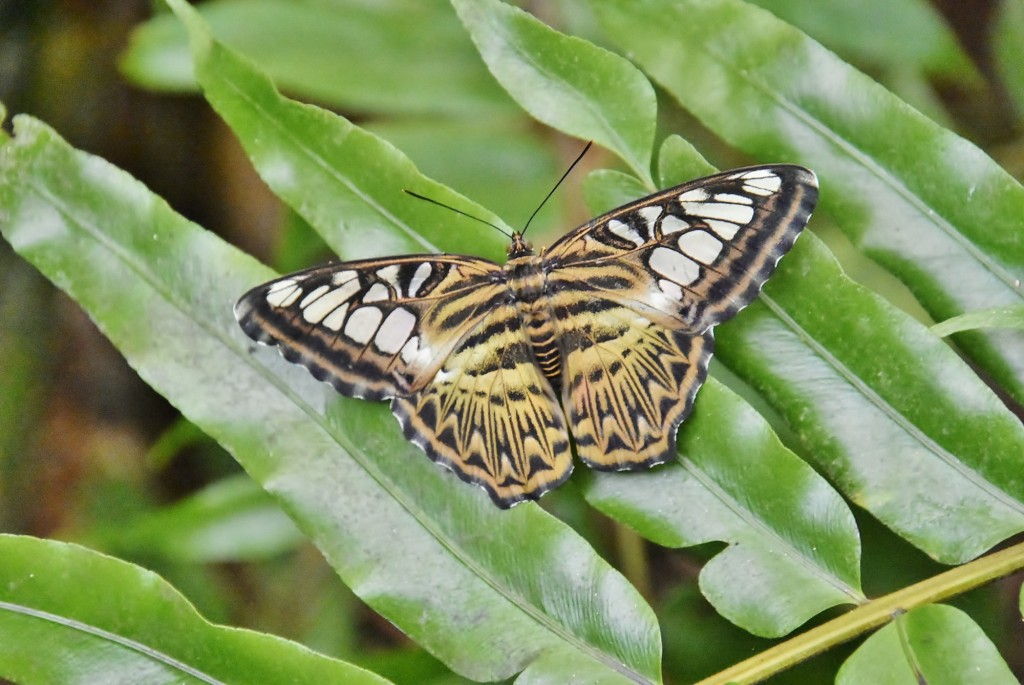 Foto: Mariposario - Benalmádena (Málaga), España