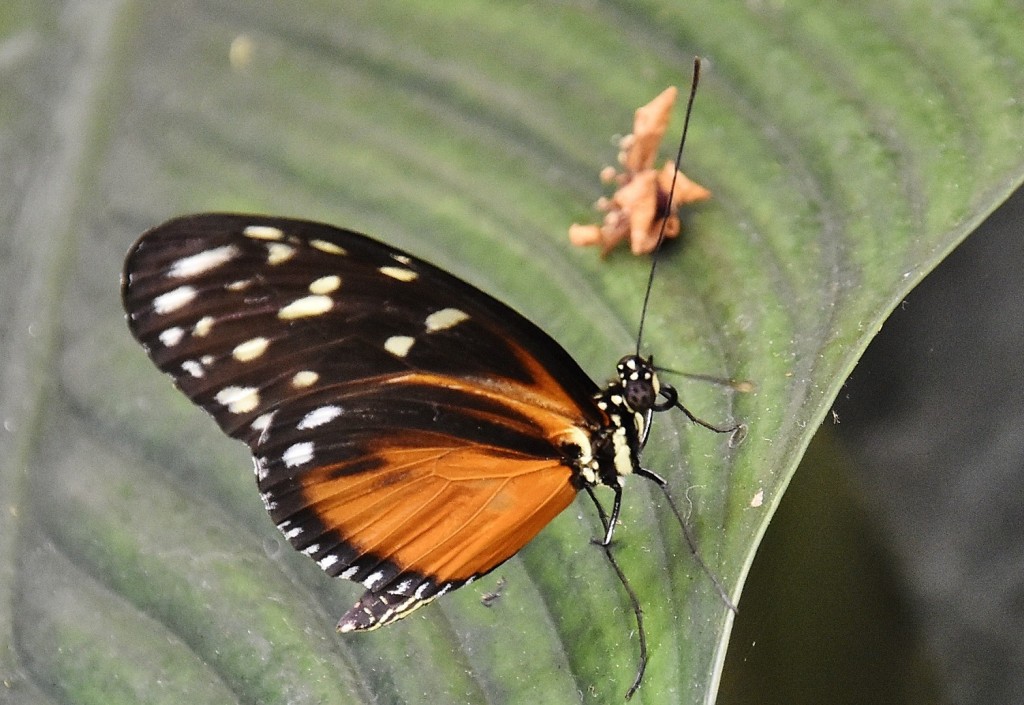 Foto: Mariposario - Benalmádena (Málaga), España