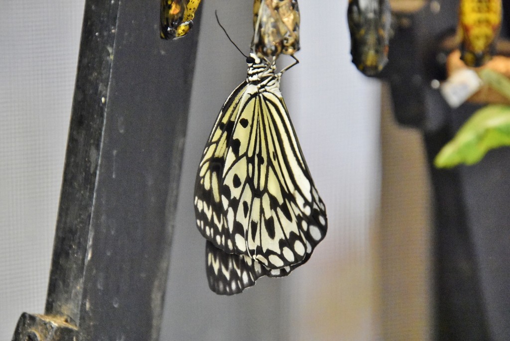 Foto: Mariposario - Benalmádena (Málaga), España