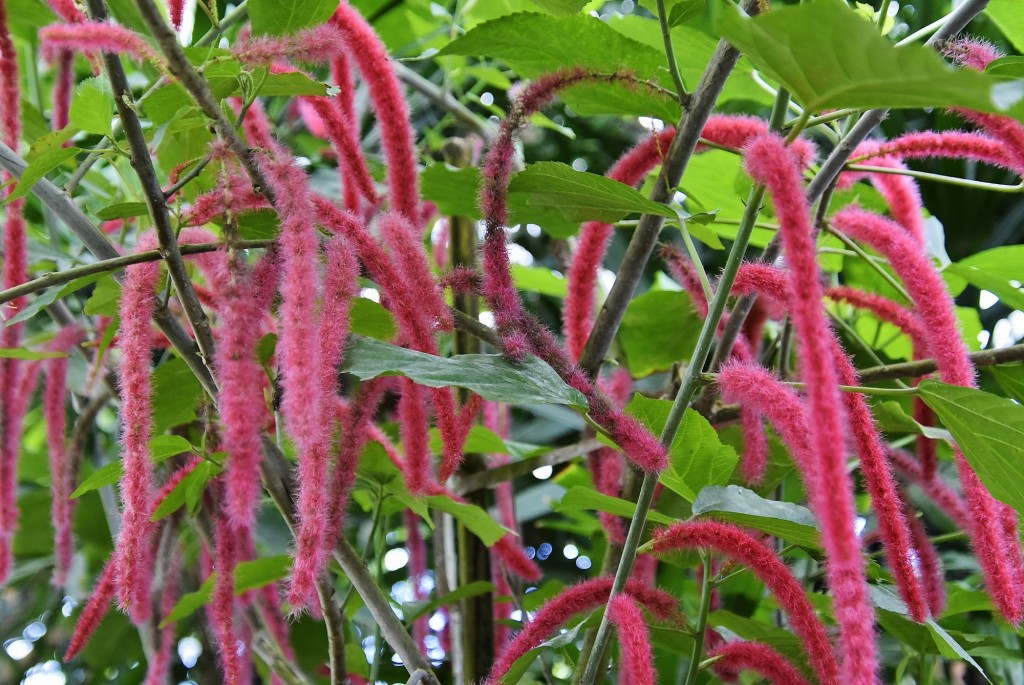 Foto: Mariposario - Benalmádena (Málaga), España