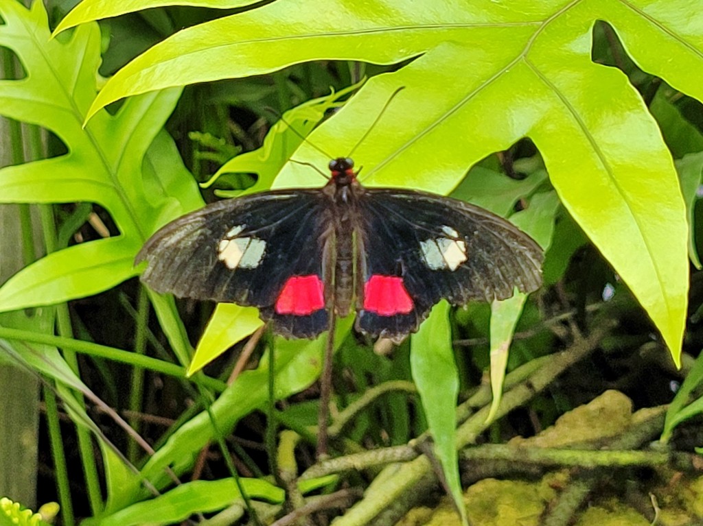 Foto: Mariposario - Benalmádena (Málaga), España