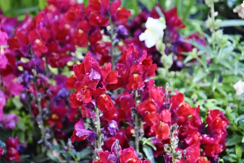Foto: Generalife - Granada (Andalucía), España