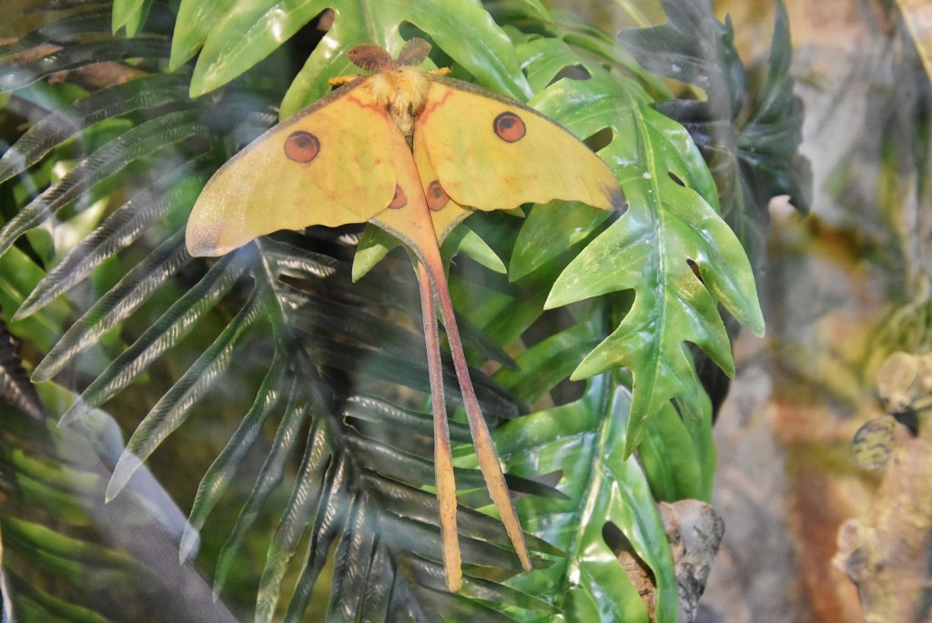 Foto: Mariposario - Benalmádena (Málaga), España