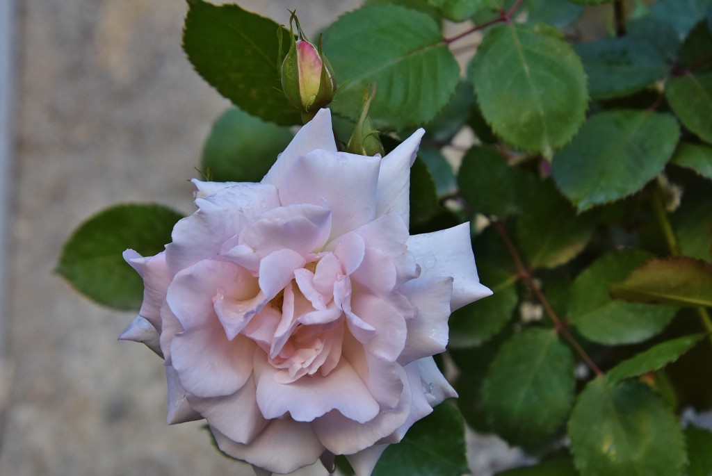 Foto: Generalife - Granada (Andalucía), España