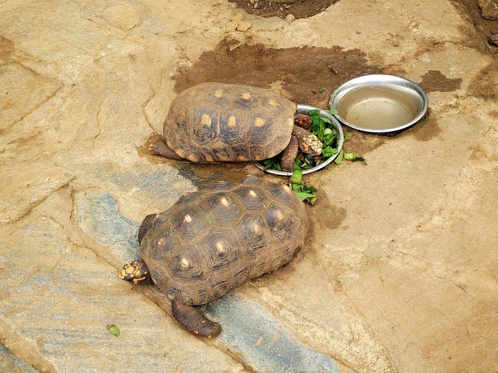 Foto: Mariposario - Benalmádena (Málaga), España