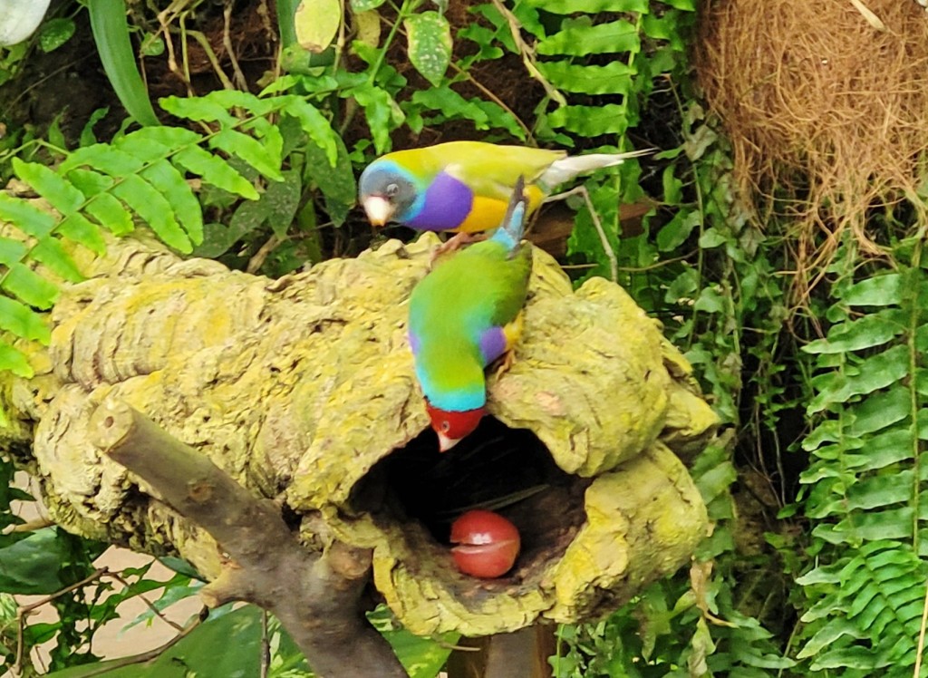 Foto: Mariposario - Benalmádena (Málaga), España